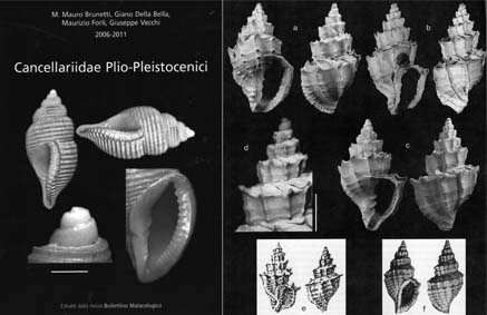 Cancellariidae Plio-Pleistocenici.